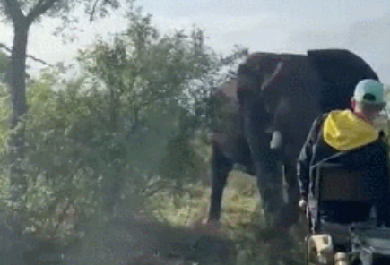 动物也疯狂！南非野生动物园大象疯狂攻击游客吉普车
