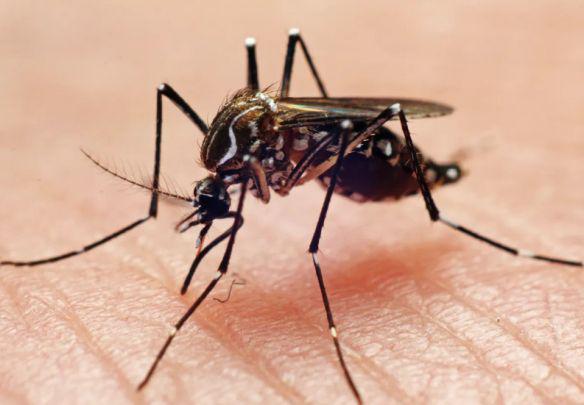为找到人类有够努力！研究称蚊子已进化出双保险系统