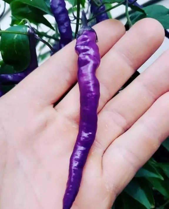 紫色辣椒、心形大西瓜！23张神奇的“活久见”照片